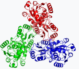 Protein structure of Ornithine transcarbamylase.